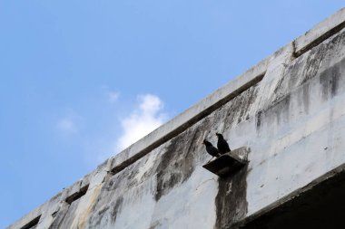 Ekspres yolun yanındaki köprüde iki kuş var..