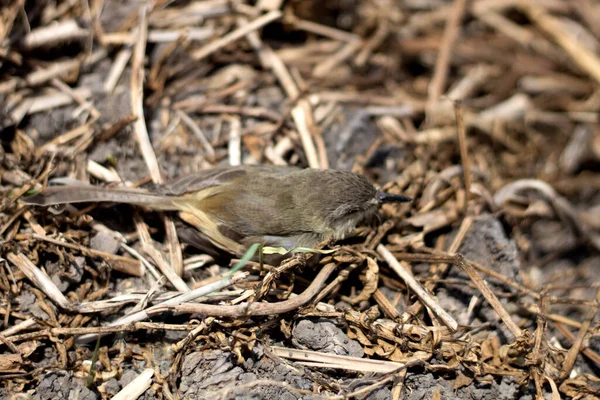 Das Vogelbaby Fiel Vom Baum — Stockfoto