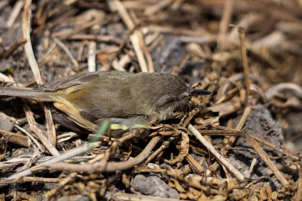 Das Vogelbaby Fiel Vom Baum — Stockfoto