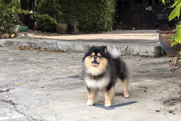 ポメラニアの犬の品種 繊細な肌の特徴を持つ小さな犬であり 非常に敏感であり タイトな毛皮を持っています — ストック写真