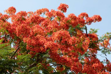 Güzel kırmızı noktalı çiçek (Delonix regia), Gulmohar Flowers, Delonix regia in Bloom, Tayland.