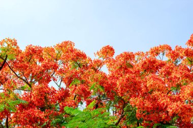 Güzel kırmızı noktalı çiçek (Delonix regia), Gulmohar Flowers, Delonix regia in Bloom, Tayland.