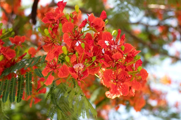 Piękny Czerwony Królewski Poinciana Lub Ekstrawagancki Kwiat Delonix Regia Gulmohar — Zdjęcie stockowe