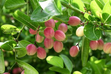 Mango esneyen kireç yuhalaması. Ağaçta limon yuhalaması. Mango, esniyor.