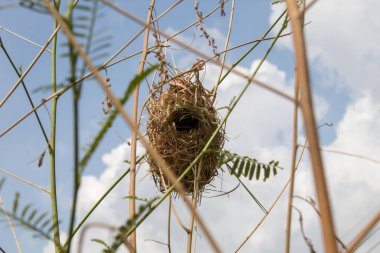 Ağaçtaki kuş yuvası.