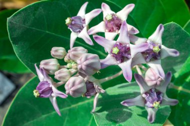 Kalotropis dev çayı, Mor Taç çiçeği