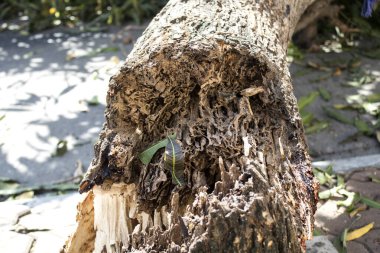 Termitleri yiyen ağaç, ağaca tüneyen termitlerin yuvası..