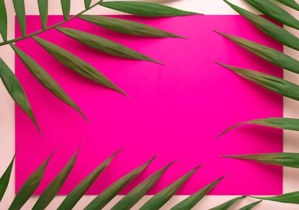Trópusi pálmalevelek élénk rózsaszín háttérrel. Minimális fogalom. Nyári stílus. Pálmalevél. Trópusi növények. Lapos fektetés — Stock Fotó