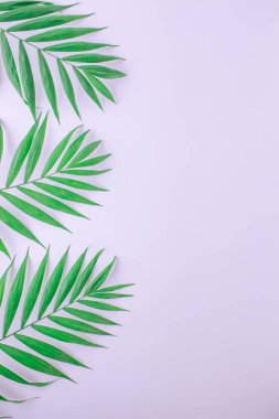 Beyaz arka planda dallar, palmiye yaprakları. Kopyalama alanı olan üst görünüm. Dikey fotoğraf
