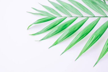 Beyaz zemin üzerinde tropikal palmiye dalı, düz uzanma, üst görünüm