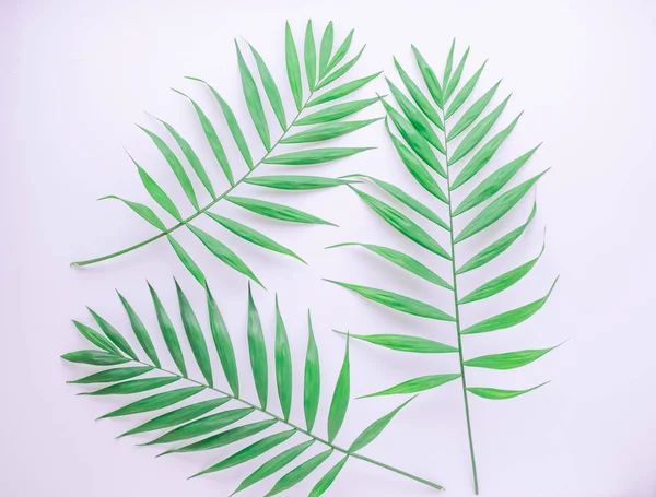 Trópusi pálma ág fehér háttér, lapos laikus, felső nézet — Stock Fotó