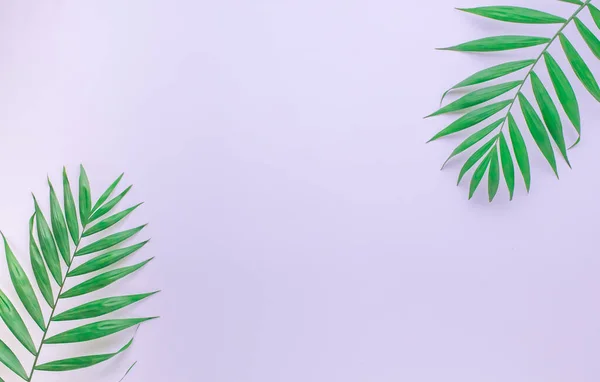 Trópusi pálmafa fehér alapon a szöveg. kész elrendezés egy fényes felirathoz — Stock Fotó