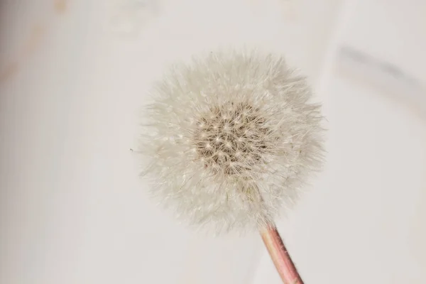 Fluffy Dandelion Closeup Shadow Wall Beautiful Trendy Background Blogger Top — Stock Photo, Image