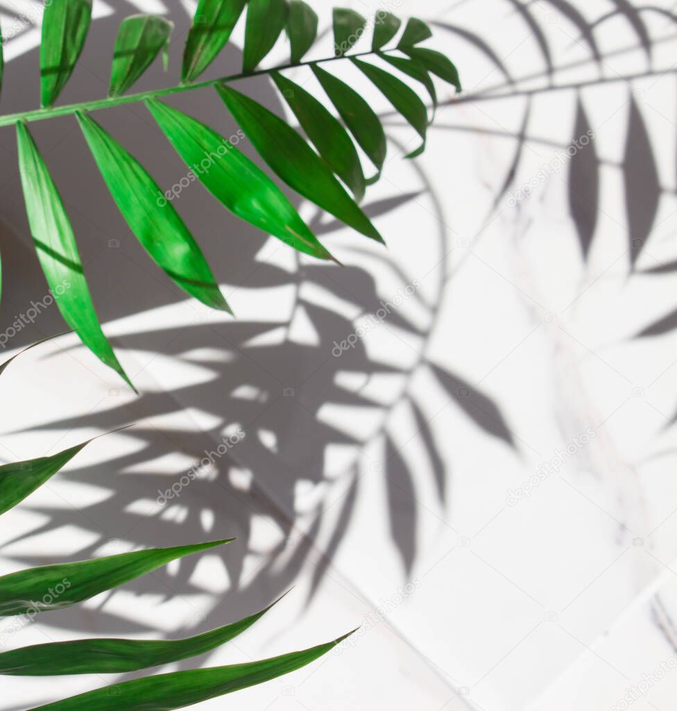 Green tropical leaves on white marble background. Copy space for design art work wallpaper. Summer concept, top view.