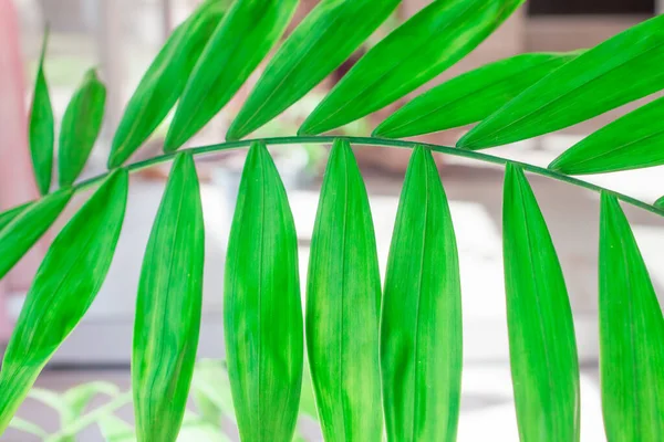 Grüne Tropische Blätter Auf Weißem Marmorhintergrund Kopieren Sie Platz Für — Stockfoto