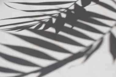 Tropikal yaprakların şeffaf gölgesi. Beyaz mermerde çok az gölge palmiyesi var. günlük içeriği.