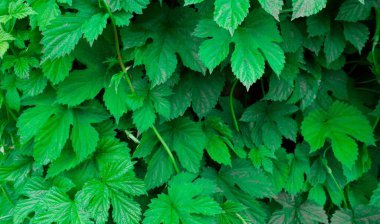 Bulutlu bir havada çit boyunca zikzak çizen yeşil atlama yapraklarının arka planı. Taze yeşil doku yakın çekim.