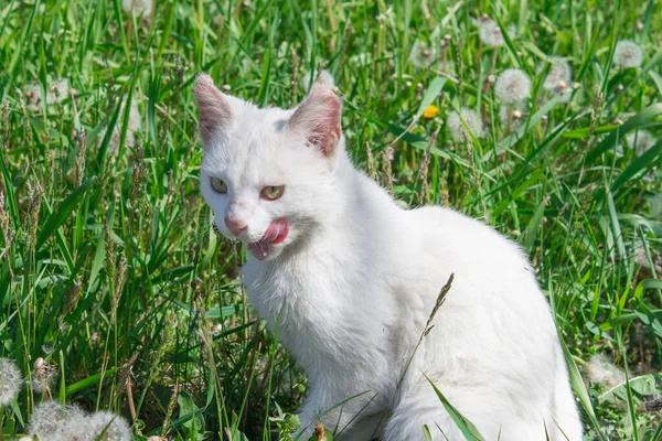 Bílá Kočka Olizuje Zelenou Louku Květinami Slunci Kočka Bez Domova — Stock fotografie
