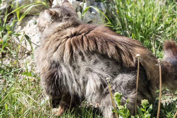 Kattenrui Verlies Van Wol Een Pluizige Kat Zijn Zijkanten Tabby — Stockfoto