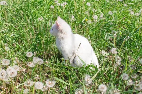 White cat on a green meadow with flowers in the sun. Homeless cat with sore ears.