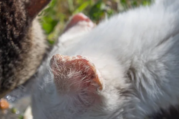 Zieke Oren Van Een Witte Kat Oorziekte Bij Huisdieren Daklozen — Stockfoto