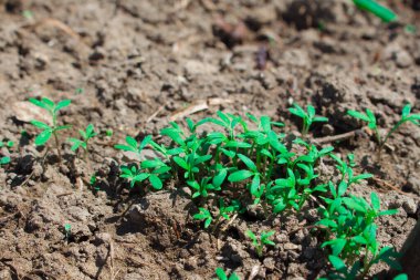  Bahçede filizlenen tohumlar, taze yeşillikler, ilk filizlenen tomurcuklar. Maydanoz, kişniş ve dereotu filizleri..