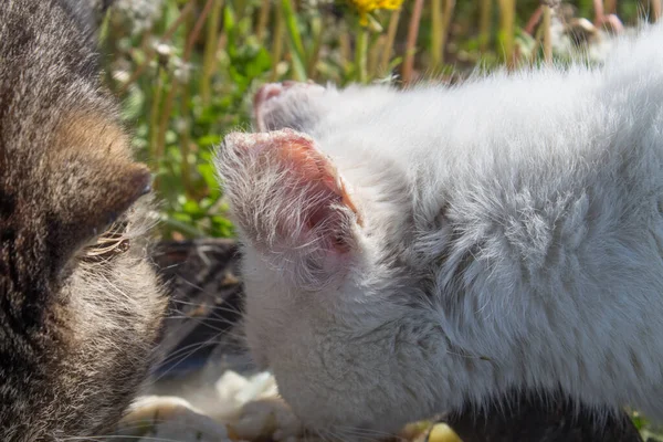 Nemocné Uši Bílé Kočky Ušní Onemocnění Domácích Mazlíčků Bezdomovců — Stock fotografie