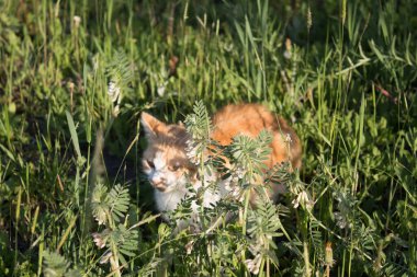Güneşteki çimlerde kızıl kedi. Sıcak bir yaz akşamı alacakaranlıkta pofuduk kedi..