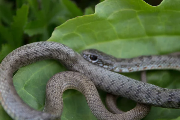 草の中の蛇が丸まってカメラを見る 葉の上に美しい小さなヘビ — ストック写真