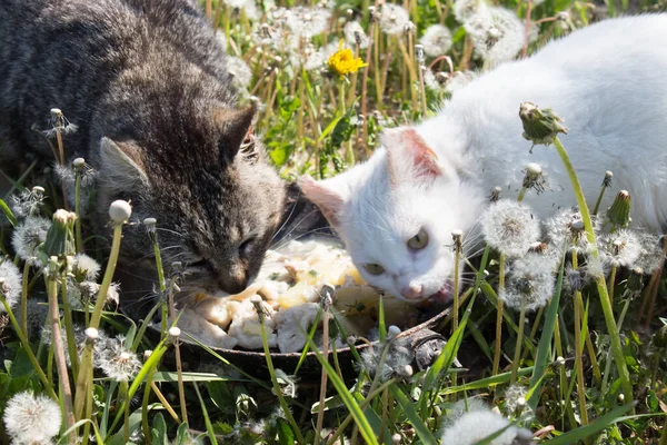 Bílé Pruhované Kočky Jedí Zelené Louce Jedné Misky Slunci Krmení — Stock fotografie