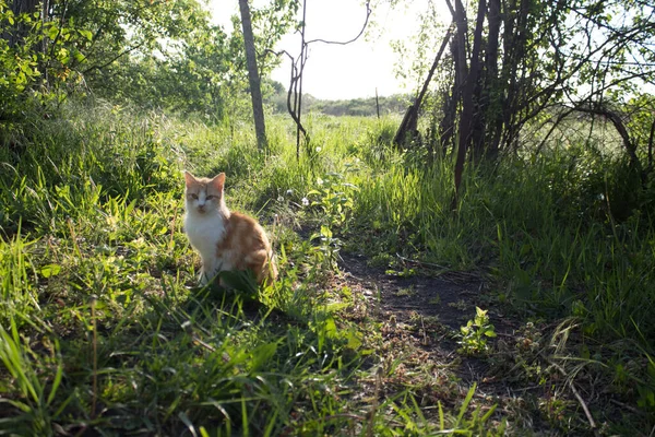 Gember Kat Het Gras Zon Pluizige Kat Tuin Een Warme — Stockfoto