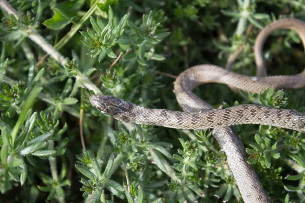 緑の葉のヘビは草の上を這う ヘビの生息地 ヘビの生活 ライフサイクル — ストック写真