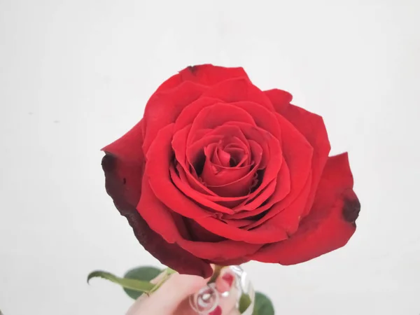 Czerwony Szkarłatny Bordowy Róż Dłoni Młodej Kobiety Zbliżenie Blnom Tle — Zdjęcie stockowe