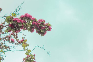  Ağaçtaki pembe çiçekler mavi gökyüzüne karşı kopyalanmış. Çiçek açan pembe ağaç, yemyeşil çiçekler..