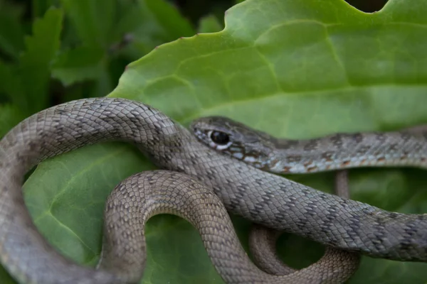 緑の葉のヘビは草の上を這う ヘビの生息地 ヘビの生活 ライフサイクル — ストック写真