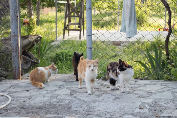 一群家猫在房子的院子里 白猫和灰猫 — 图库照片