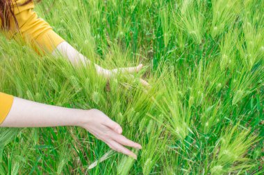 Yaz günü arka planda buğday tarlasını teslim et, kapat. Kadının tarlada yeşil buğday başakları var..