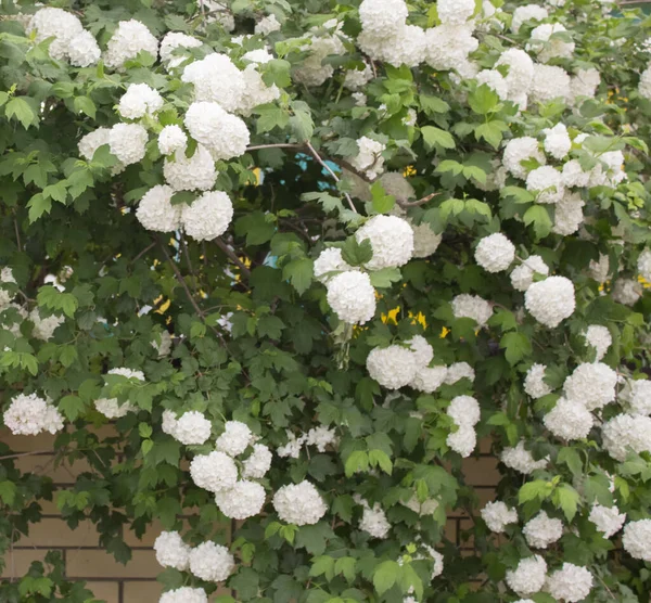 花白墙 花朵粗糙 郁郁葱葱的球形花朵 — 图库照片