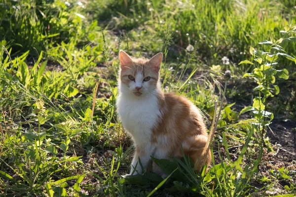 Červená Kočka Odpoledních Hodinách Slunci Tráva Užívá Života Červená Bílou — Stock fotografie