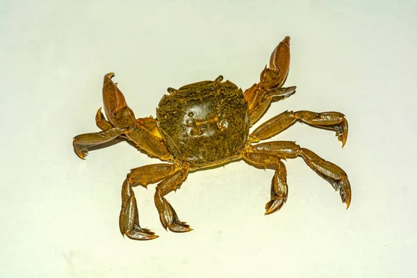 Crabe Des Marees Vert Images Libres De Droit Photos De Crabe Des Marees Vert Depositphotos Crabe Des Marees Vert Images Libres De Droit Photos De Crabe Des Marees Vert Depositphotos