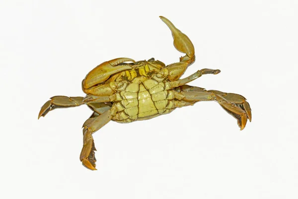 Crabe Des Marees Vert Images Libres De Droit Photos De Crabe Des Marees Vert Depositphotos Crabe Des Marees Vert Images Libres De Droit Photos De Crabe Des Marees Vert Depositphotos