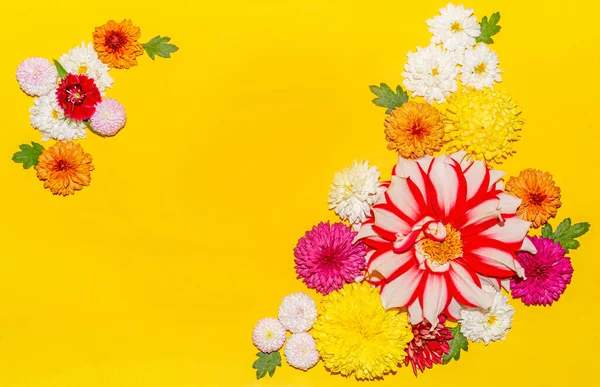 Different types of colorful chrysanthemum and dahlia flowers with green leaves isolated on yellow background,floral background, copy space.