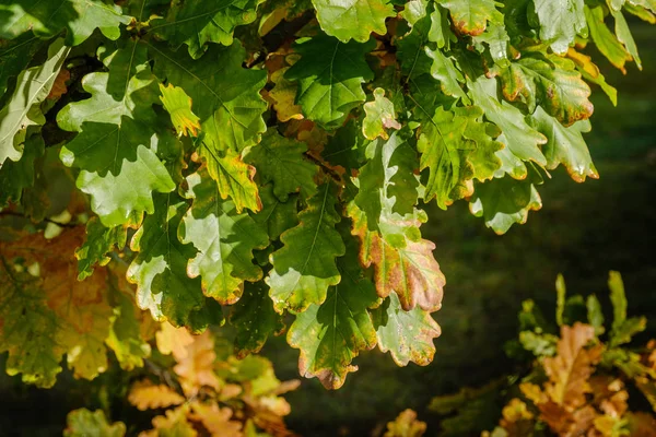 Primer Plano Las Hojas Roble Convirtiéndose Colores Otoñales Follaje Roble — Foto de Stock