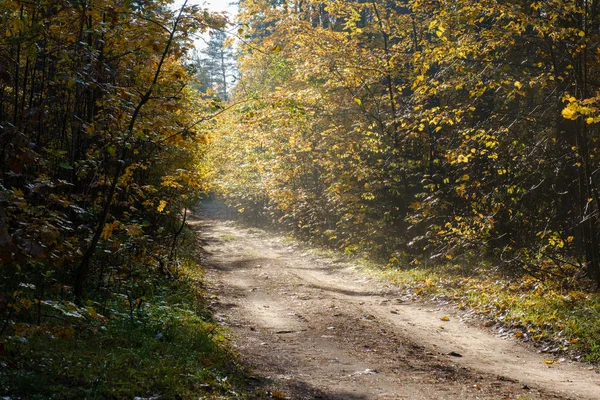 Beautiful Rural Road Sun Beams Autumn Forest Morning — Stock Photo, Image