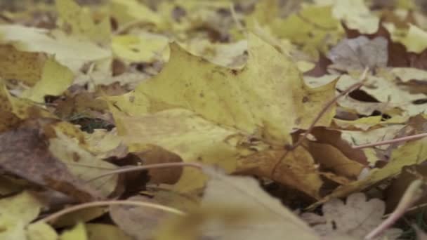 Close Beautiful Yellow Foliage Autumn Park Slider Motion — Stock Video