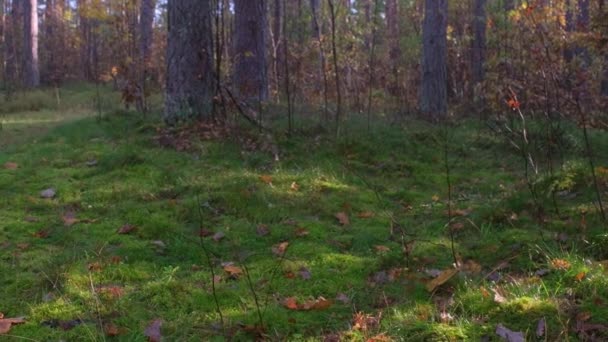 Belle Matinée Forêt Brumeuse Avec Rayons Soleil Ombres Forêt Parc — Video