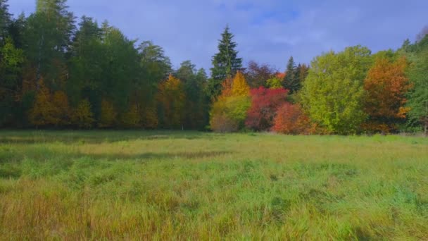 Automne Est Chute Des Feuilles Commence Prairies Herbe Flétrissement Lisière — Video