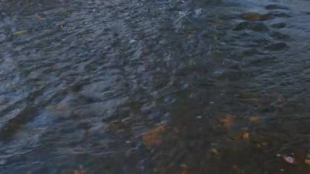 Dark River Swimming Leaves Wet Stones Autumn — Stock Video