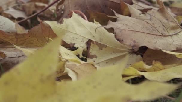 Woman Collects Bouquet Yellow Fallen Leaves Close Hands Leafs — Stock Video