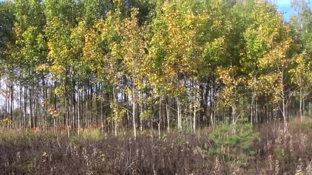 Prairies herbe flétrissant à la lisière de la forêt d'automne. L'automne est là et la chute des feuilles commence 